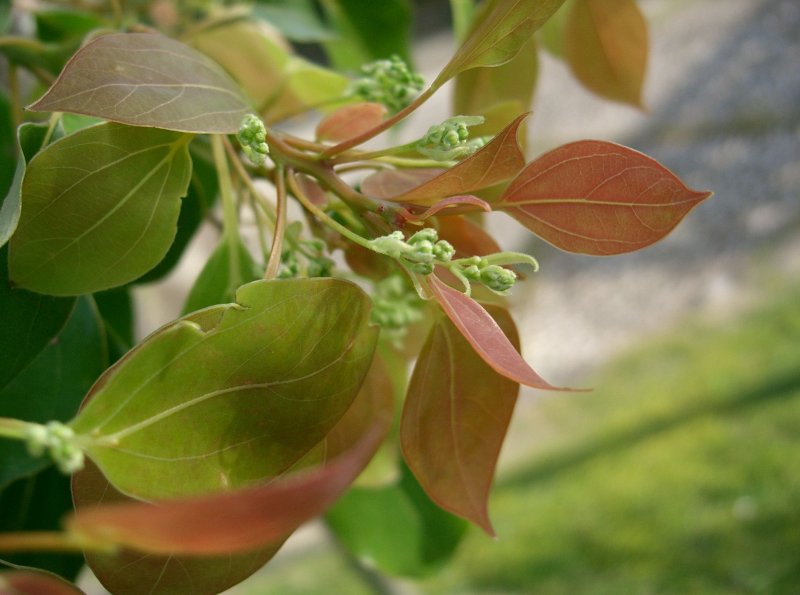 Cinnamomum camphora