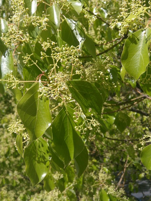 Коричник камфорный