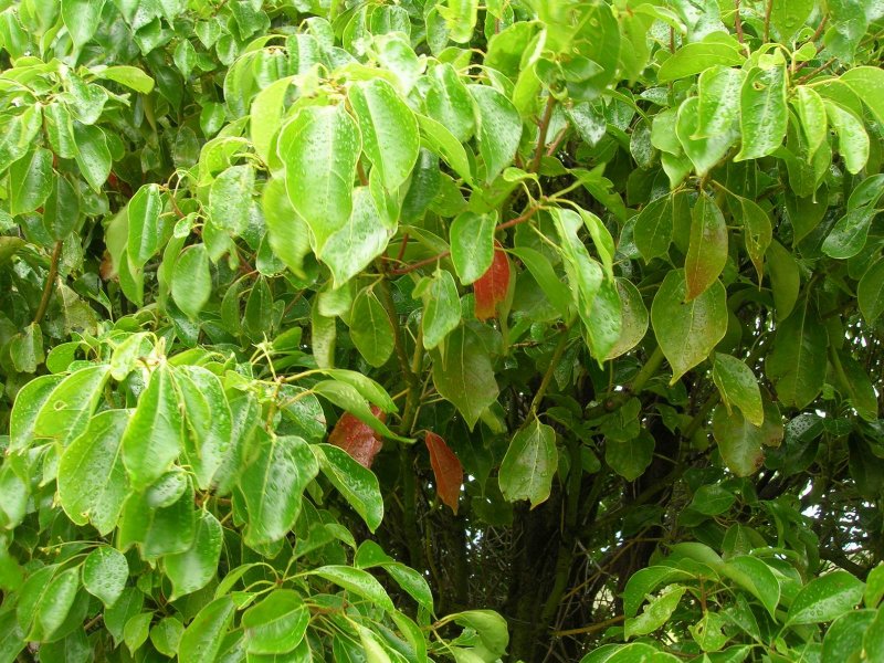 Коричник камфорный (Cinnamomum camphora),