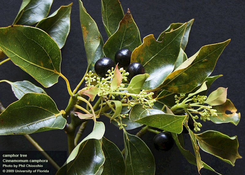 Коричник камфорный (Cinnamomum camphora),