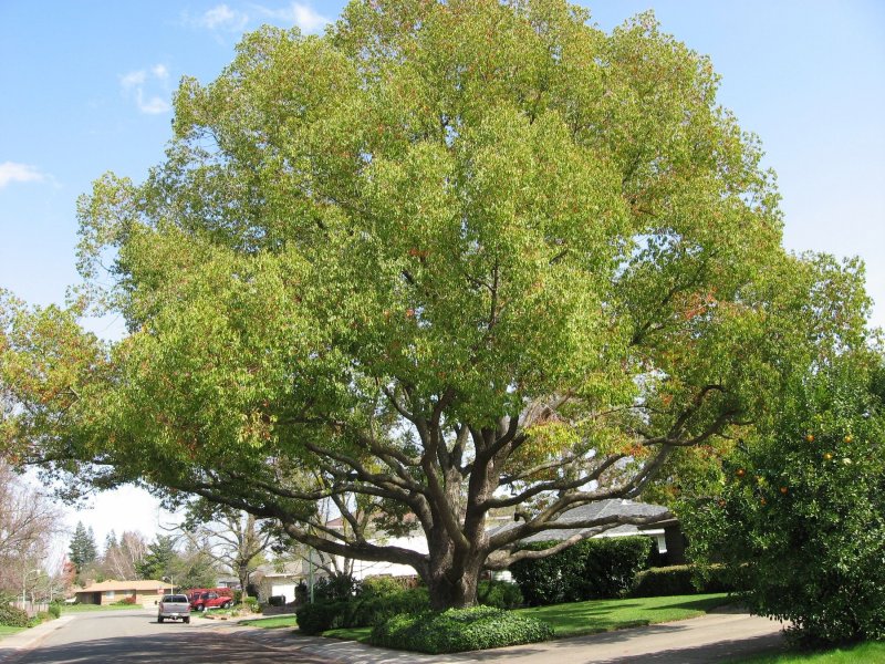 Cinnamomum camphora дерево