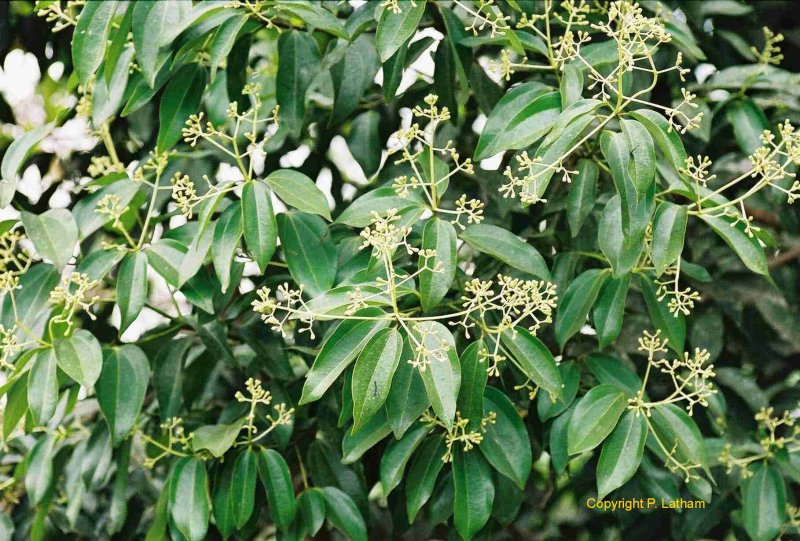 Кассия коричник китайский