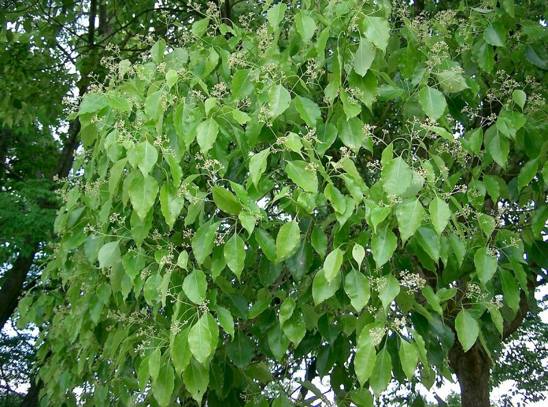 Борнейская камфора