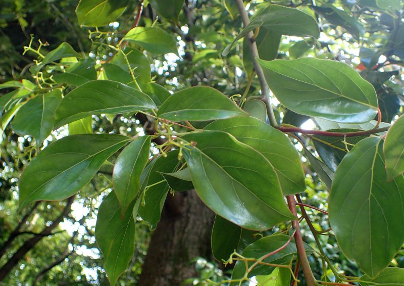 Cinnamomum glanduliferum