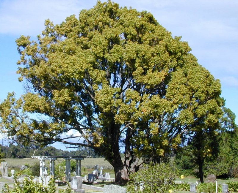 Cinnamomum camphora дерево