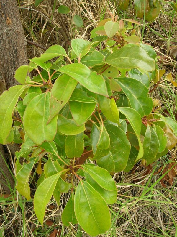 Cinnamomum camphora