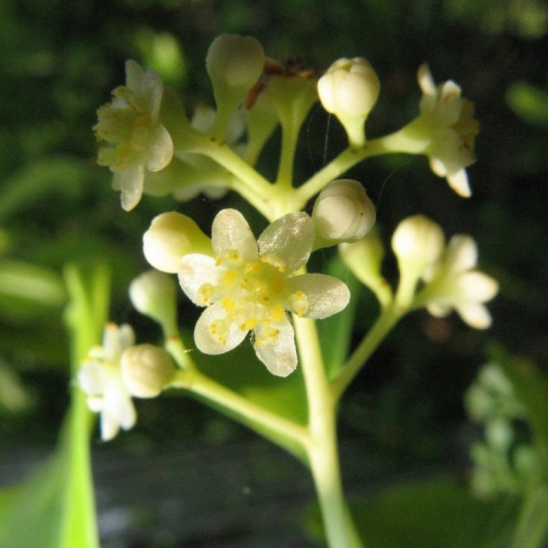 Коричник камфорный (Cinnamomum camphora),