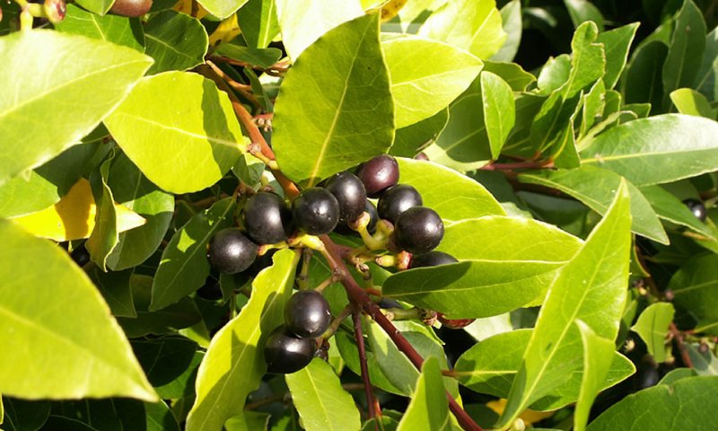 Cinnamomum camphora