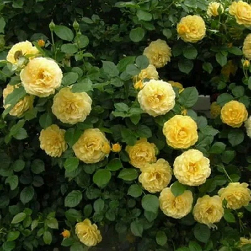 Роза Friesia