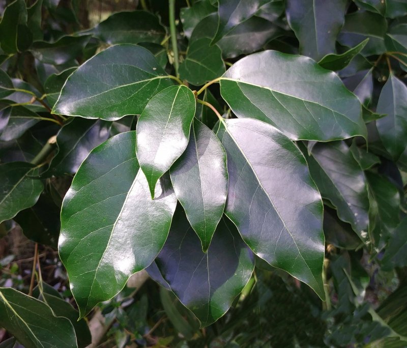 Cinnamomum camphora