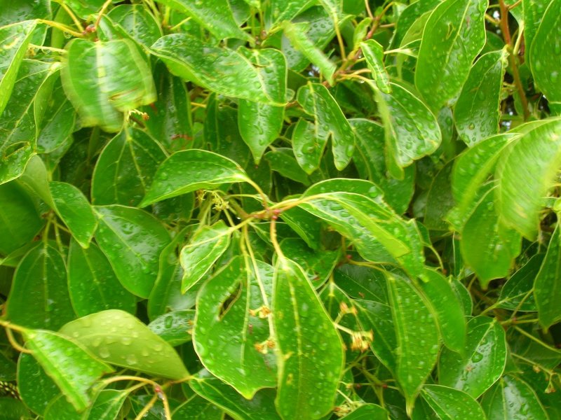 Cinnamomum camphora