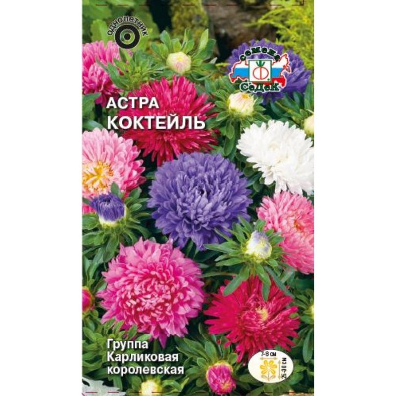 Астра Миледи белая