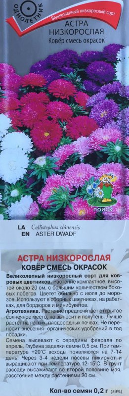Астра Альпийская (Aster Alpinus)