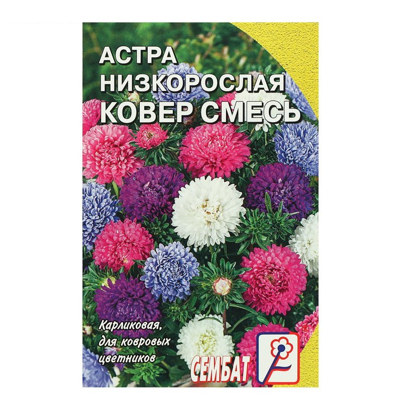 Астра низкорослая бордюрная