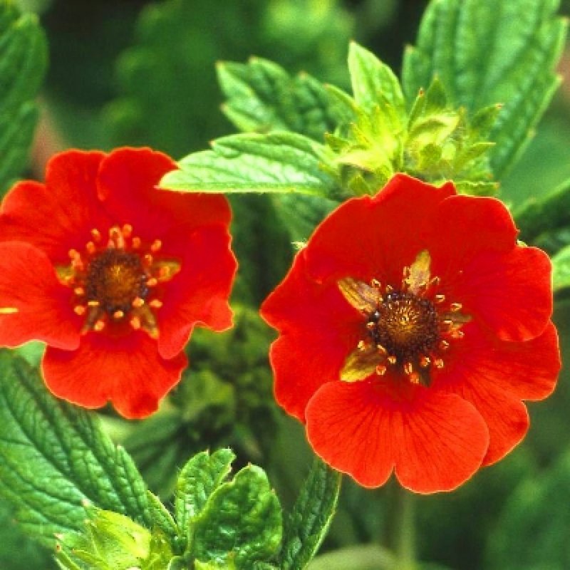 Лапчатка (Potentilla) Arc en Ciel