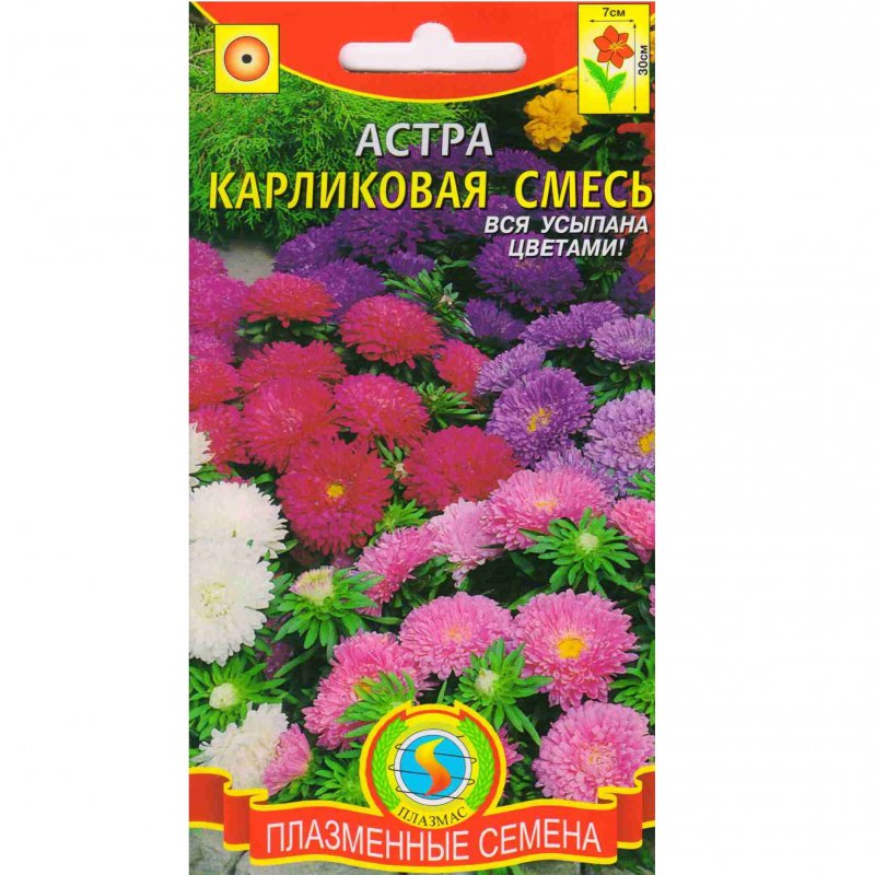 Астра бордюрная однолетняя низкорослая
