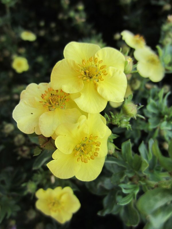 Potentilla fruticosa Moonlight