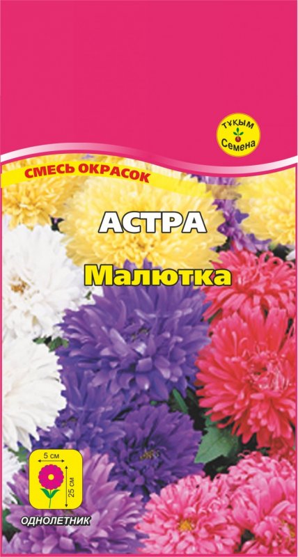 Астра китайская низкорослая