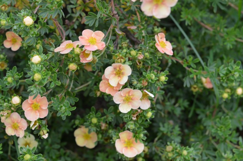 Potentilla bifurca