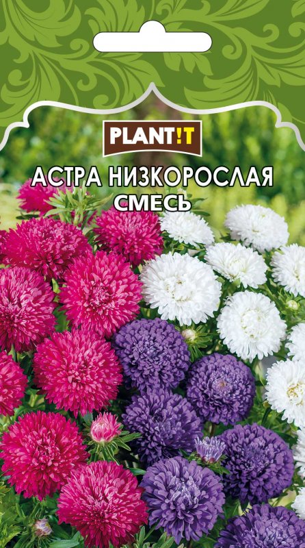 Карликовые астры однолетние