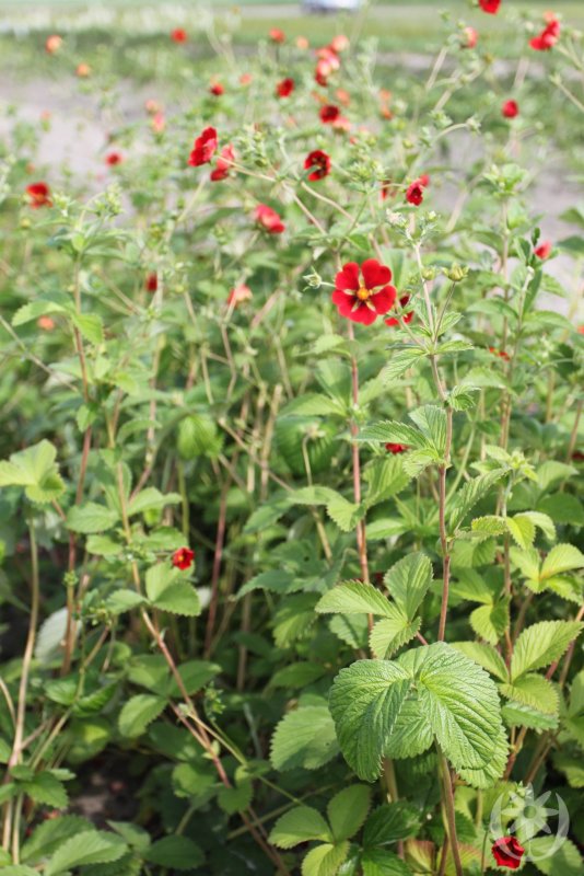 Лапчатка кустарниковая Элизабет Potentilla fruticosa Elizabeth