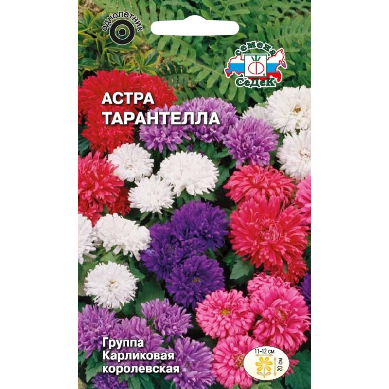 Астра бордюрная Пиноккио (смесь)