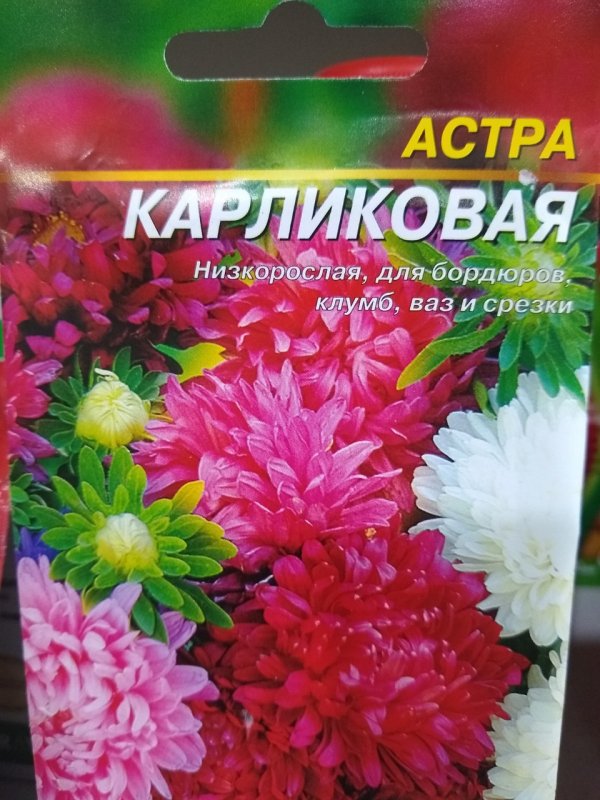 Астра каллистефус китайский