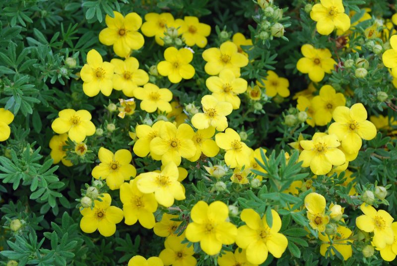 Лапчатка Фламбоинт Potentilla