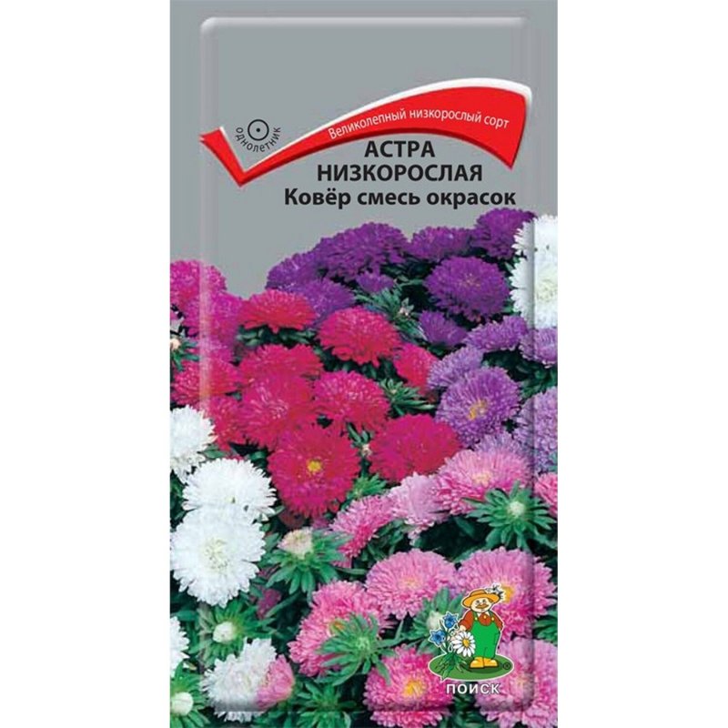 Астра низкорослая Малютка