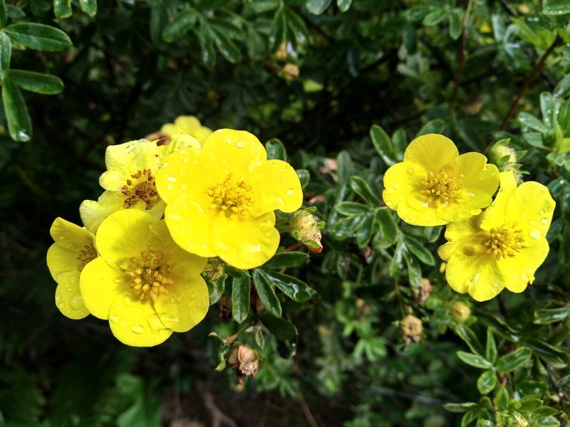 Лапчатка кустарниковая `Голдфингер`, Potentilla fruticosa `Goldfinger`