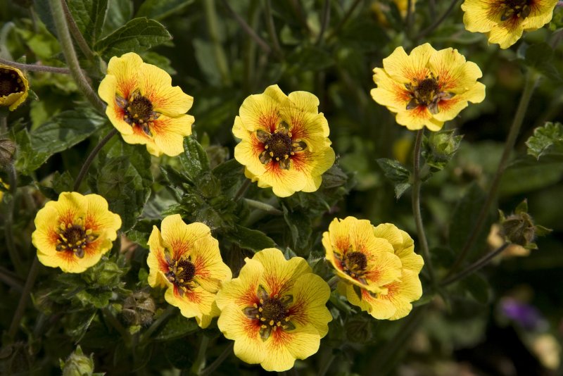 Лапчатка кустарниковая "Primrose Beauty" ("Примроуз Бьюти")