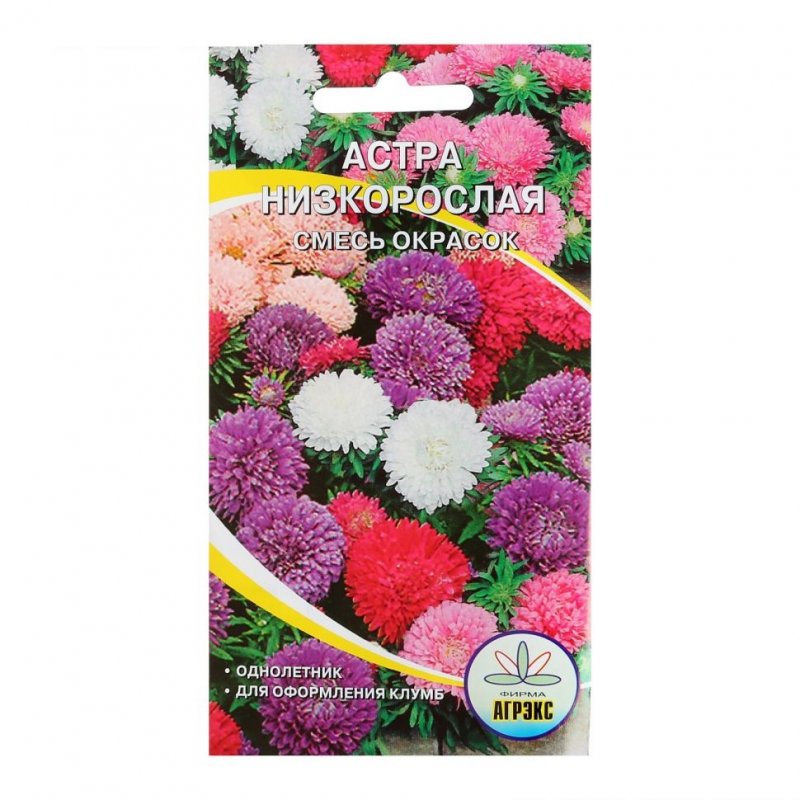 Астра Альпийская (Aster Alpinus)