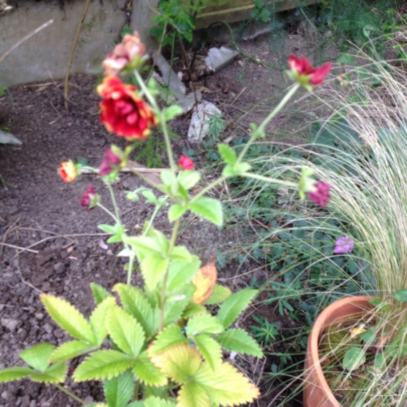 Лапчатка кустарниковая (Potentilla fruticosa)