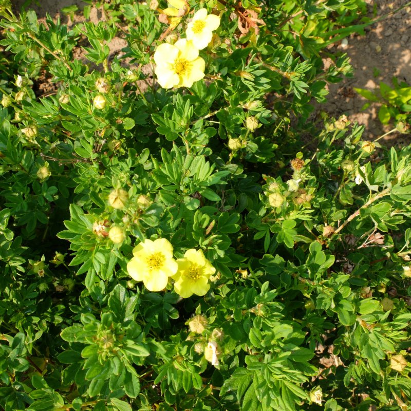 Лапчатка серебристая - Potentilla argentea
