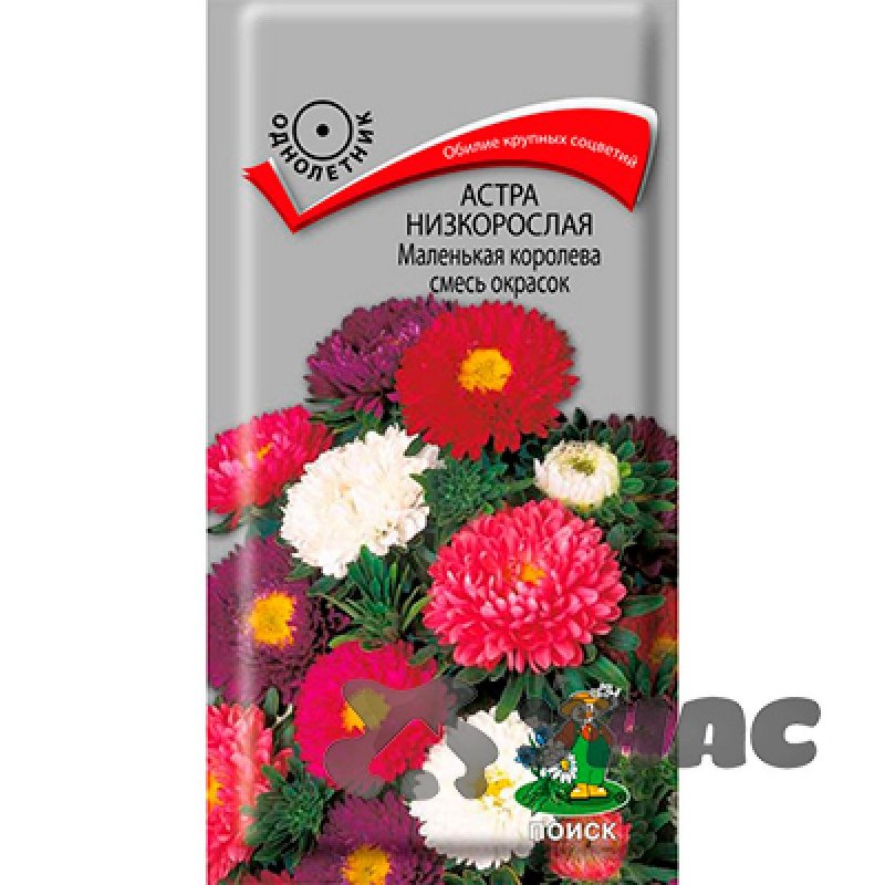 Семена Астра СЕДЕК