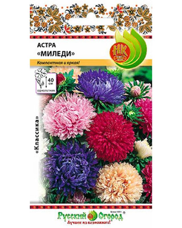 Астра на клумбе вертикальный