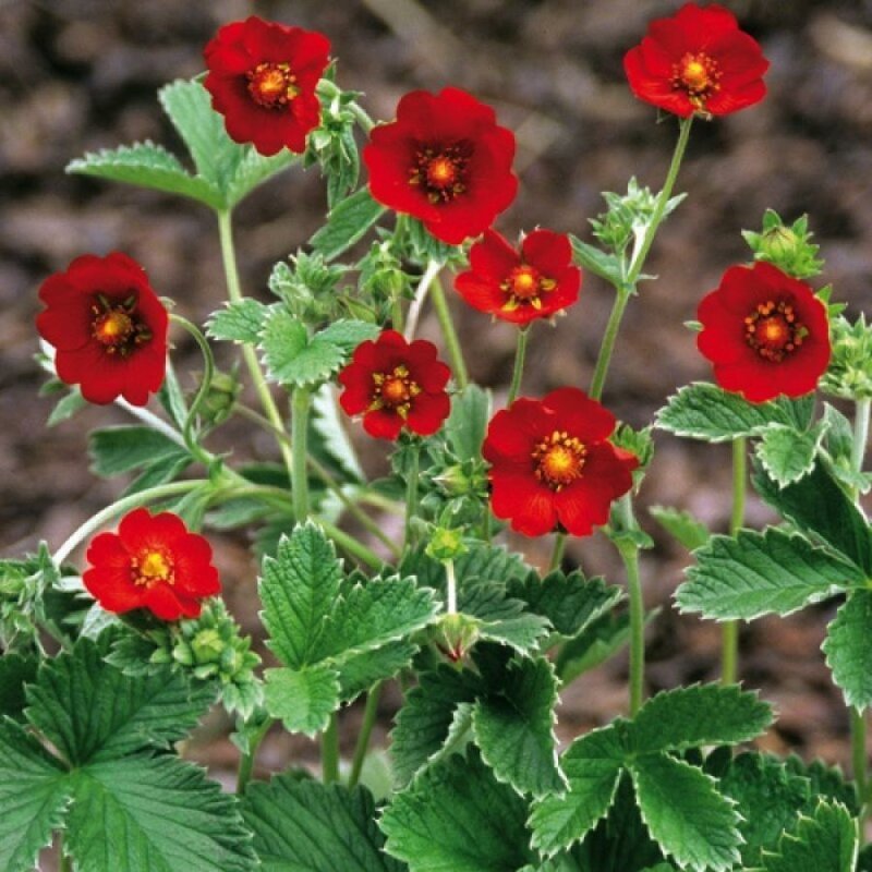 Potentilla fruticosa Moonlight