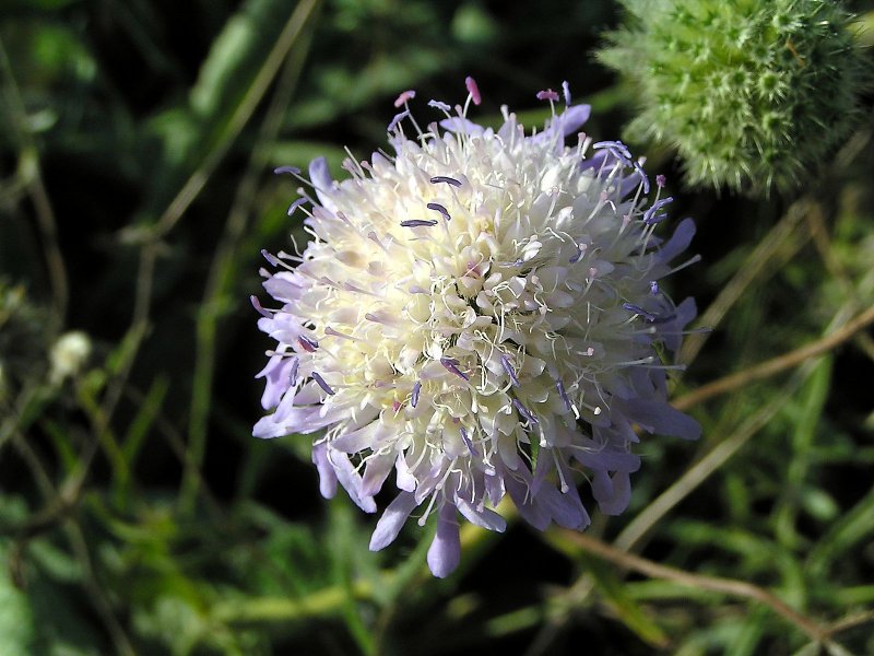 Скабиоза Atropurpurea