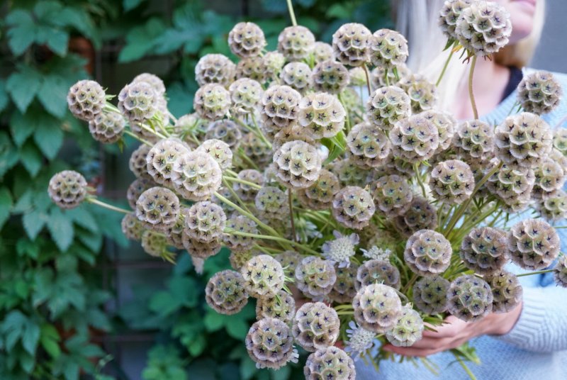 Скабиоза желтая Scabiosa ochroleuca
