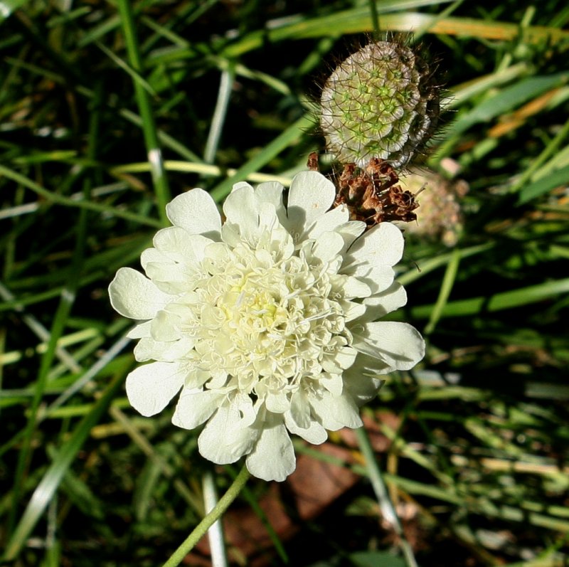 Knautia arvensis листья