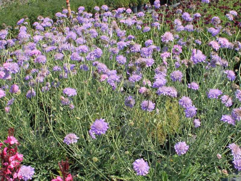 Скабиоза Atropurpurea