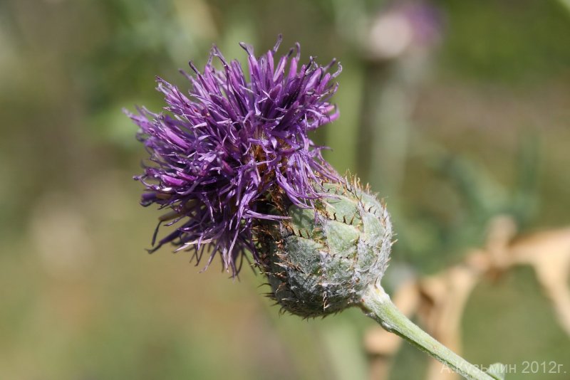 Centaurea cineraria (Asteraceae)