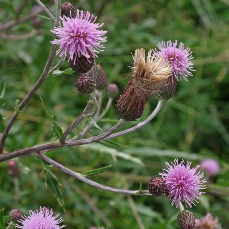 Бодяк полевой (Cirsium arvense)