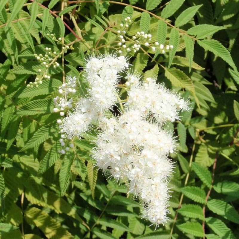 Рябинник рябинолистный Sorbaria sorbifolia “sem”