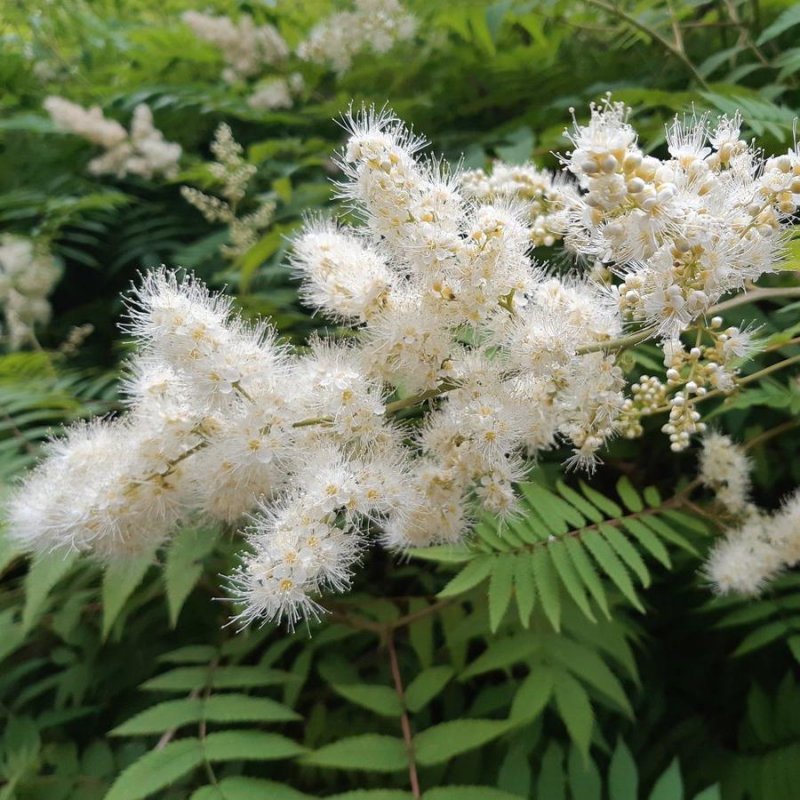 Рябинник рябинолистный (Sorbaria sorbifolia)