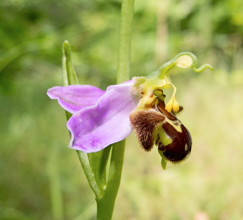 Орхидея «смеющийся Шмель» (Ophrys bombyliflora)