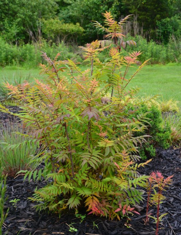 Рябинник Сэм Sorbaria sorbifolia sem