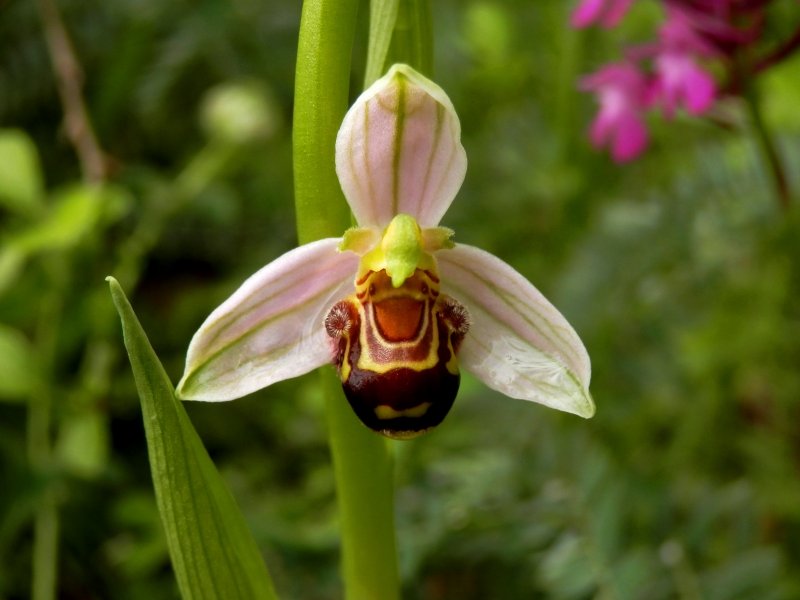 Орхидея Ophrys apifera