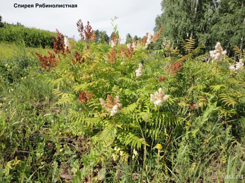 Рябинник рябинолистный (Sorbaria sorbifolia)