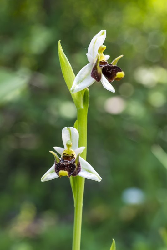 Офрис Кавказская Ophrys Caucasica